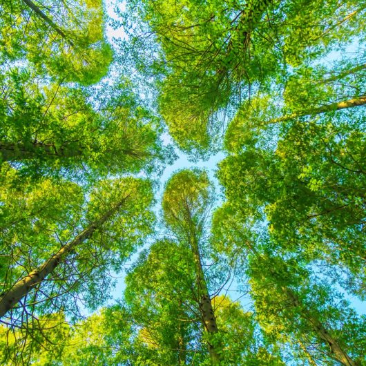 foret